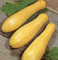 Summer Squash