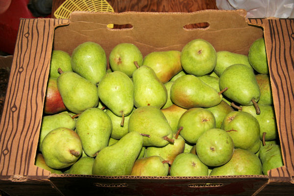 Step 1 - Green Pears 
