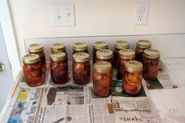 Step 14, Set Processed Jars out to Cool