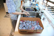 Canning Prunes Step 1