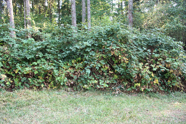 Step 1 -  Our Blackberry Patch