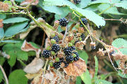 Blackberry Cobbler step 2