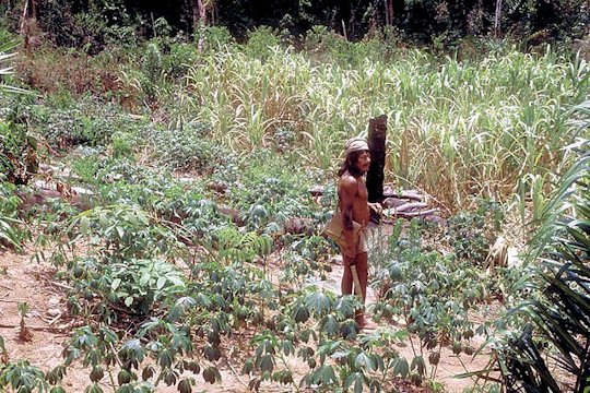 Manioc Planting