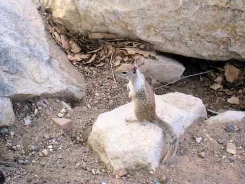 Some Visitors Show up for Peanuts  - Scene 22