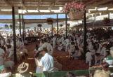 4H Lamb Judging