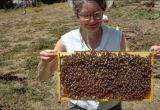 Mom works Bees