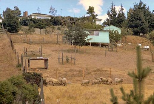 We're in the Sheep Business
