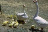 Chinese Geese