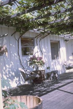 Mom's Grape Arbor