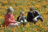 Poppy Field