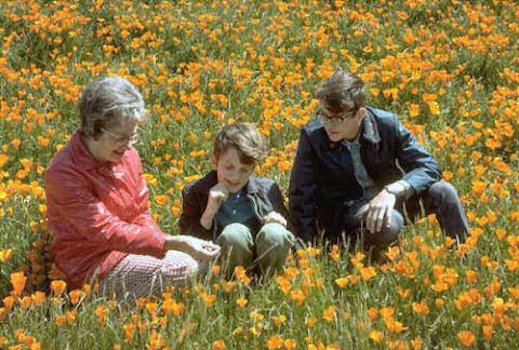 Our Field of Poppies