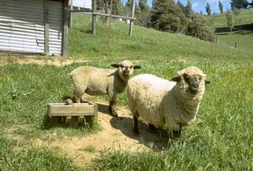 We Buy a Champion Ram