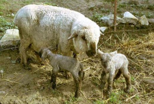 Ace has Twin Lambs