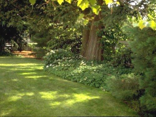 Back Yard of Our House on Royaldel lane