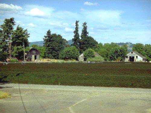 The View from Our House on Royaldel Farms