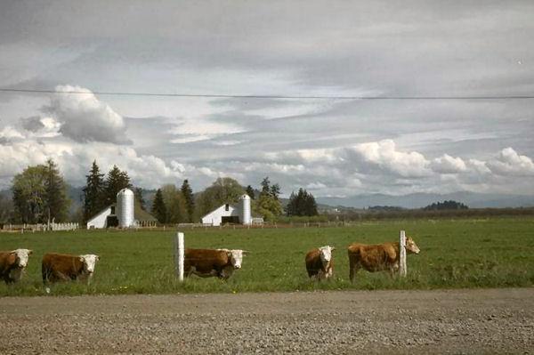 Royaldel Farms Cattle Business