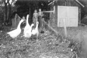 Grampa's Geese