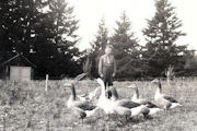 Grampa's Geese - 21