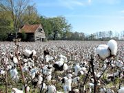 Scenes from the Old South Photo 9