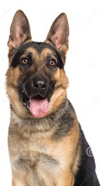 German Shepherd  
