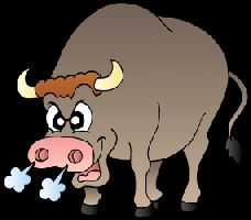 Angry Bull
