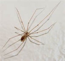 Daddy Longlegs