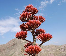  Century Plant Bloom