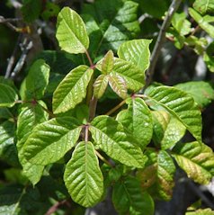 Poison Oak 