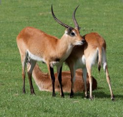 Antelope 