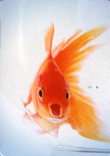 Goldfish