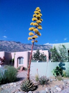 Century Plant