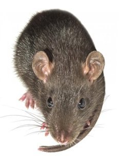 Norway Rat 