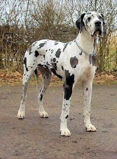 Great Dane 