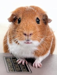 Guinea Pig 