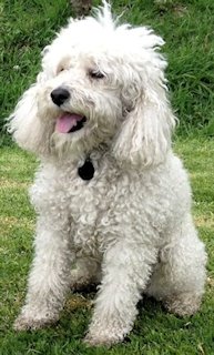 French Poodle 