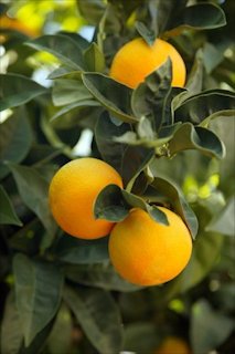 Oranges on an Orange Tree 