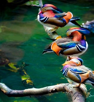 Colorful birds - Page 2