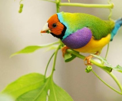 Colorful birds - Page 3