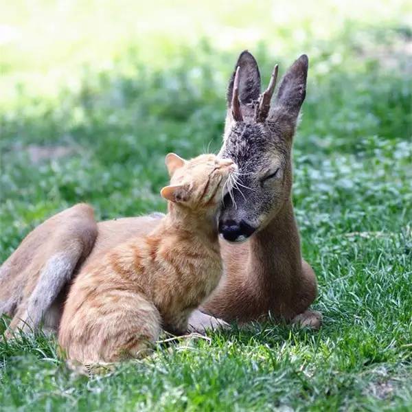 Cat and Fawn Pals    - Page 19