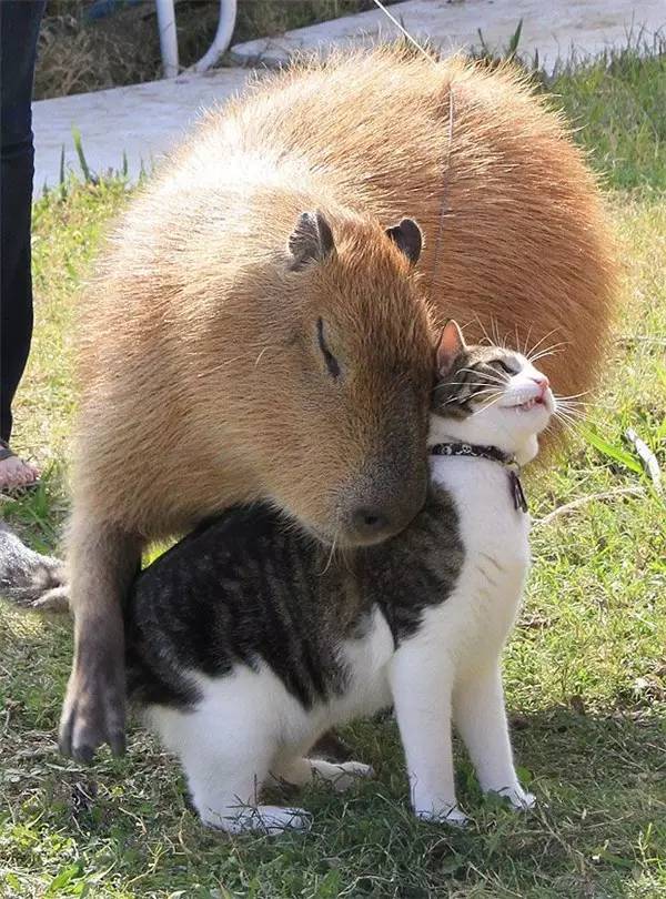 Cat and Prairie Dog Pals    - Page 21