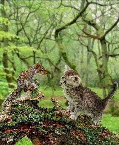 Chipmunk and Kitten Friend    - Page 38