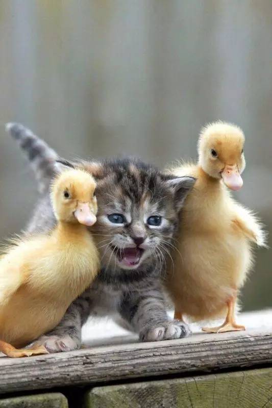 Duckings Love Kitten    - Page 39