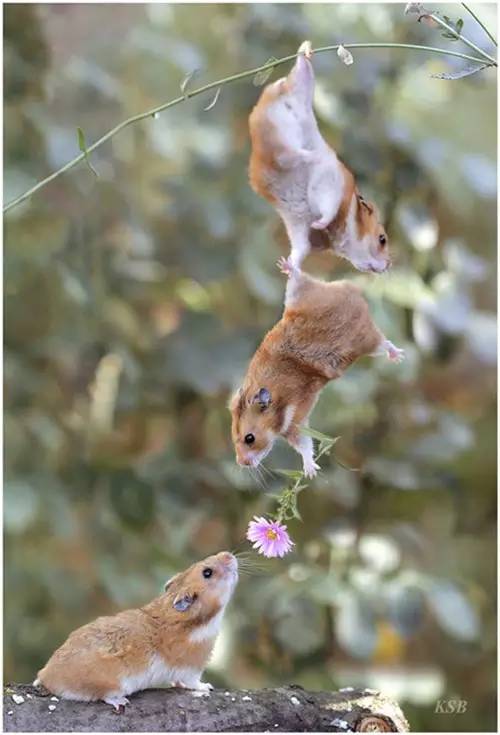 Chipmunks Acrobat Act    - Page 20