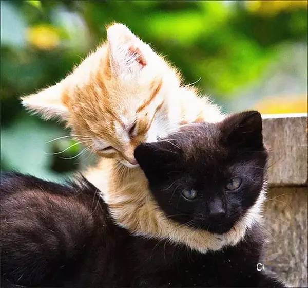 Kitten Hugs Cat Friend    - Page 52