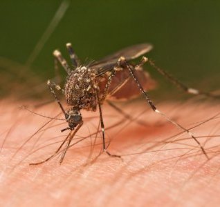  Mosquito