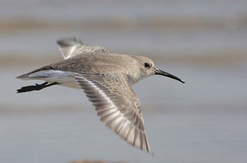 Sandpiper - Page 2
