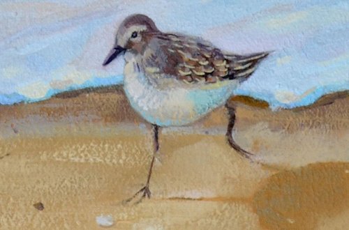 Sandpiper - Page 7