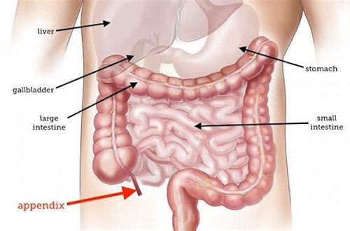 Resultado de imagem para function appendix