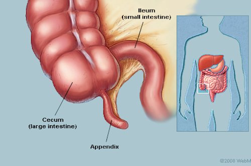 Human Appendix - Page 2