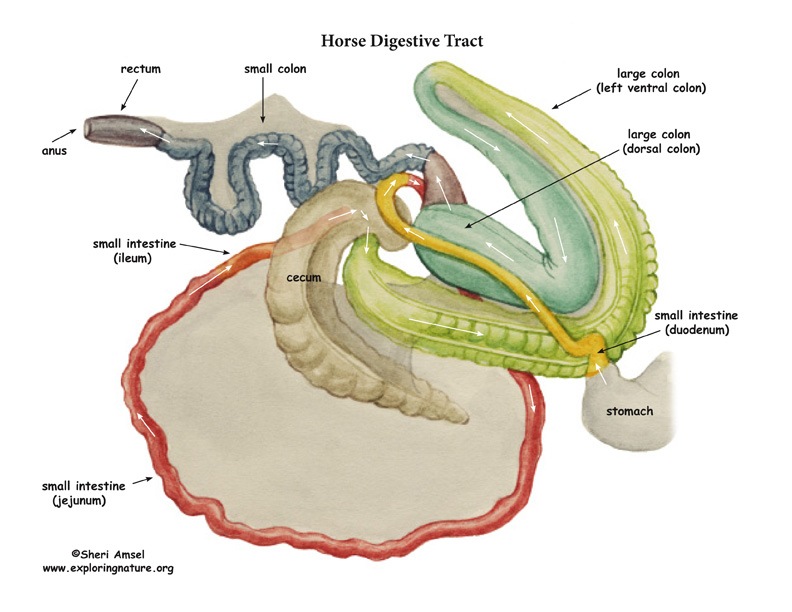 Horse Digestive Tract - Page 4